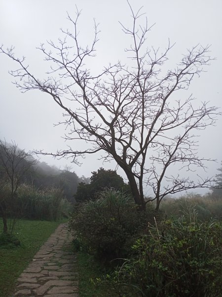 【臺北大縱走 1】二子坪→面天山→清天宮1274588