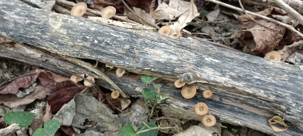 20230404_出磺坑山+古油井步道O型2094211