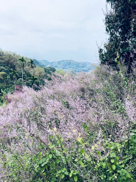 20250224 南投粉紅山丘麝香木秘境2743802