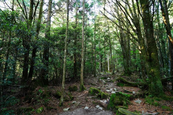 苗栗 泰安 榛山3078980