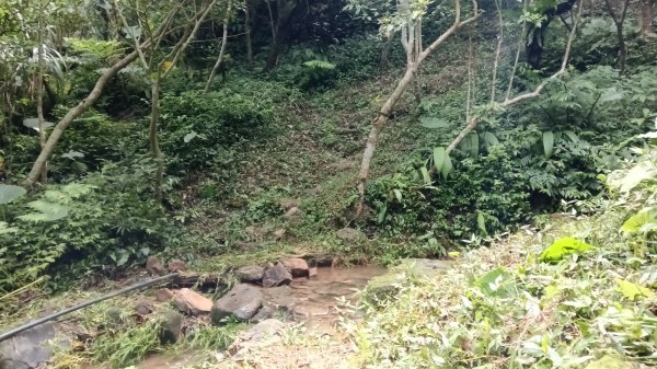 基隆市中山峽谷森林古道-外木山國旗嶺-大武崙山稜O型3117324