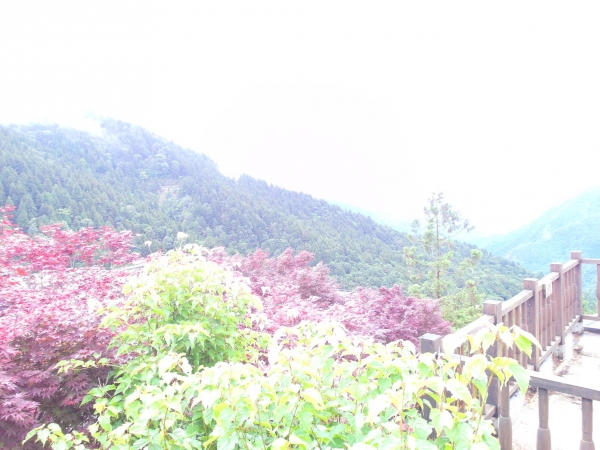 太平山中央階梯紫葉槭43795