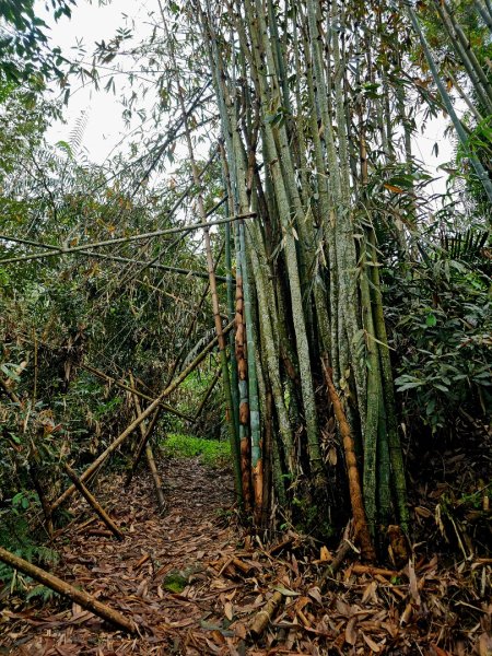 西阿里關山-小百岳#66-高雄市甲仙區2749997