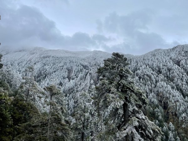 絕美銀白世界 玉山降下今年冬天「初雪」1235993
