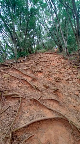 苗栗火炎山（北鞍線）環狀2322710