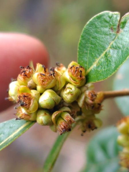 多納六秀 足母山 鬼斧神工一線天 德德山2953036