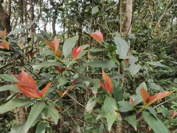 1140404大崙頭山親山步道3100014