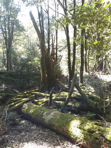 台中鞍馬山船型山蹤走20191124748510