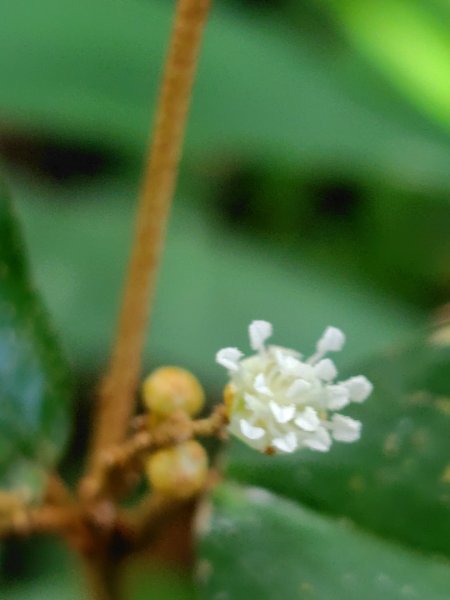 烏山、刣牛湖山、竹子尖山2891971
