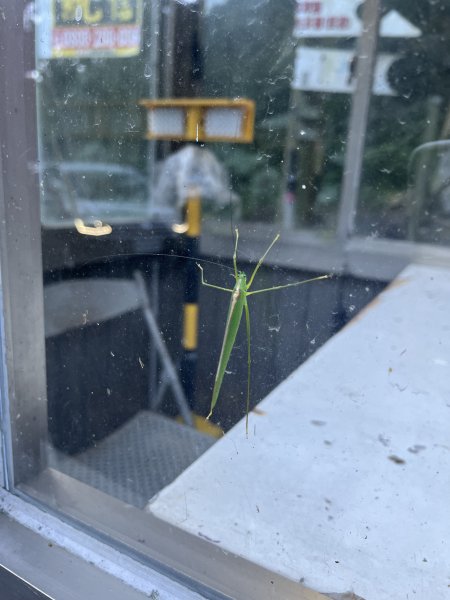 2025/08/17塔塔加、麟趾山、大鐵杉2891609