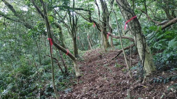 ✅糞箕湖古道回修擴徑.糞箕谷/串接完成 (溝渠遺址出土.糞箕湖雙線谷道貫通.全段新徑開通)2579829