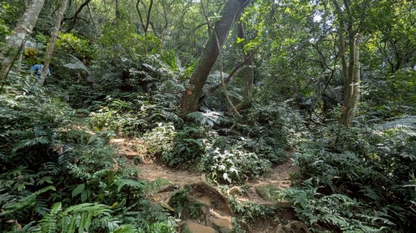 114.08.09溪洲山-新溪洲山之旅2856789