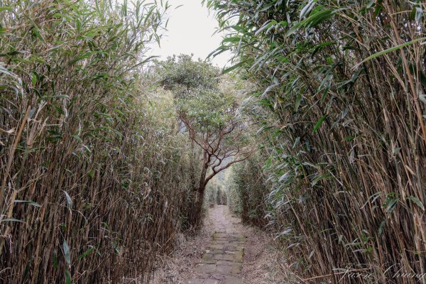 [台北]大屯山2693389