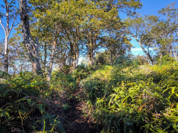 2025-12-21 武界山、獅凸魯山、橫屏山、橫屏山西峰2969699