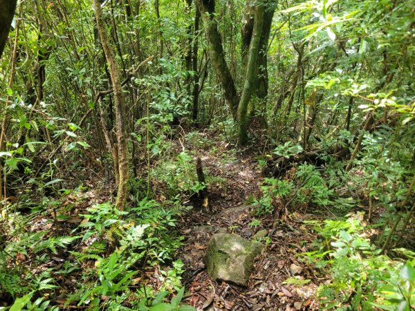 20230812 志繼山 東眼山 拉卡山 卡外山  東眼四瞳 東眼山國家森林遊樂區2245977