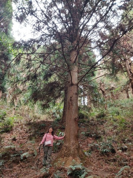 林相優美的臺中長壽山、肥崠山 - 鳶嘴西稜步道1357303