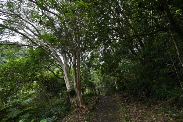 2025_0712 福山植物園2836206