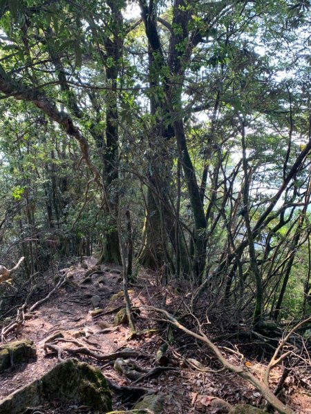 邊緣系山女：稍來山南峰登頂與紅葉未完730667