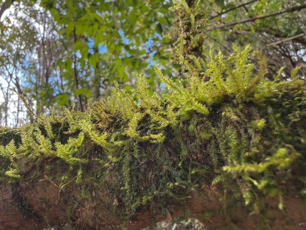 尖石鄉賞楓季-李崠山古堡、秀巒楓景、鎮西堡巨木群2958283