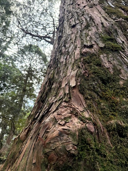 塔曼山 連走 拉拉山森林遊樂區 O繞 202510112923670