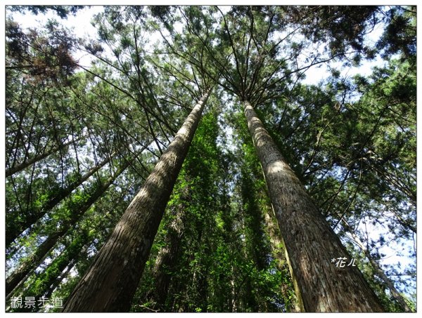 溪頭/山芙蓉之旅712604