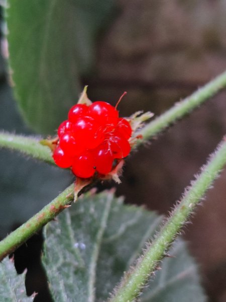 鳳鳴古道 鳳鳴山 南隘勇（南長城）古道 三湖山 八達嶺（龍骨）古道 綠色古道 延平古道2975129