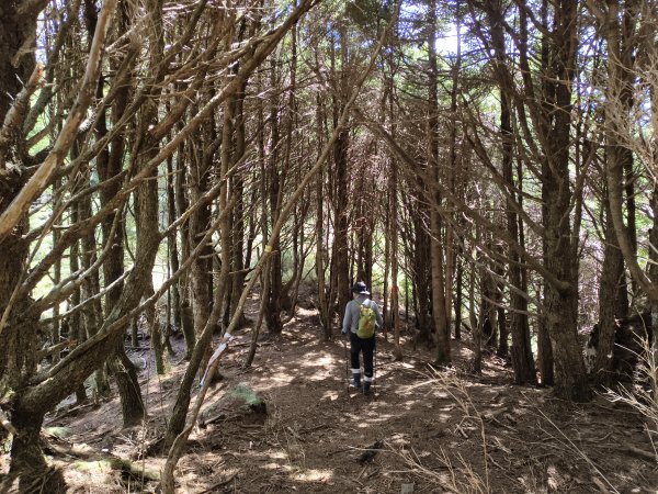 北一段(10/14)馬比杉山 2025_0906~132887125