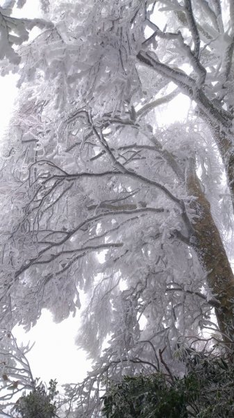 雪白山毛櫸(內鳥嘴山)1233310