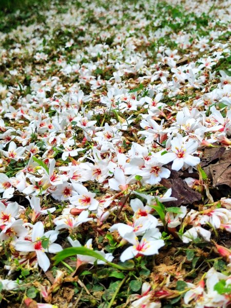 造橋車站-口山古道-鹿廚坑步道3039850