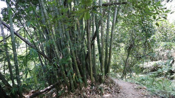 澀水森林步道登山健行趣(步道)2259817