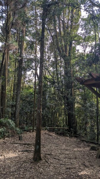 溪頭鳳凰山2021043
