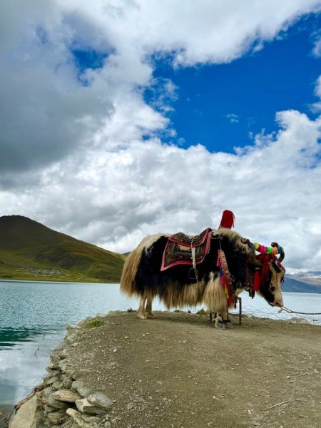 西藏♥️可愛動物🐎人物寫真/拉薩旅拍/美食2911671
