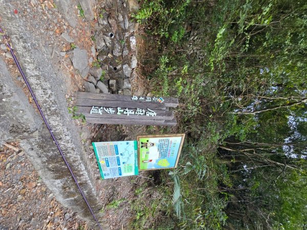 蝶夢八唐（裡冷登山口往返）八仙山出雲海下山順賞富士櫻2722684