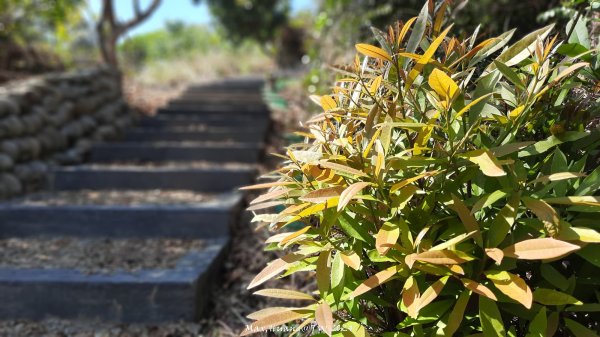 《彰化》富士櫻花｜花壇大嶺巷步道群及西來園（銀行山）登山步道202402132424701