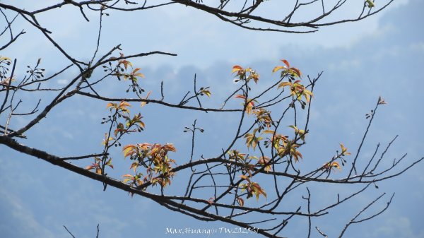 《苗栗》粉紅佳人｜獅潭協雲宮上新石門山新田山八角崠山202502222718947