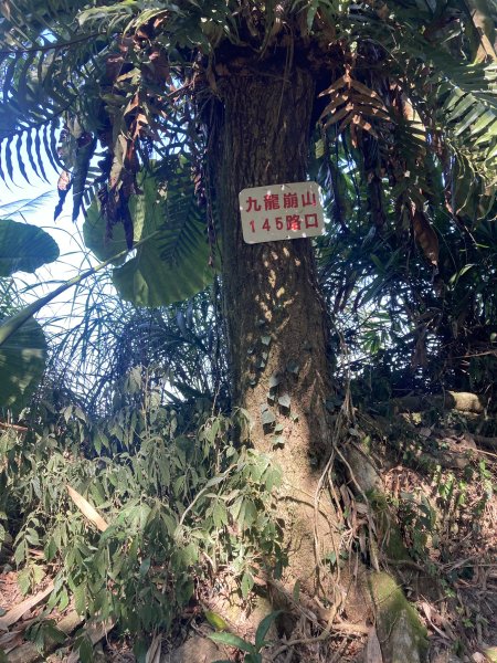 20260219九龍山+崩山+黑石崁山南峰+黑石崁山+凍仔頂山3002565