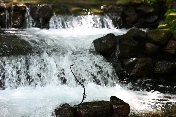 2025_0628 大羅蘭溪古圳步道(福山馬岸)2825226