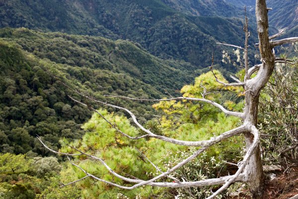 鳶嘴稍來山：晨曦與林相529065