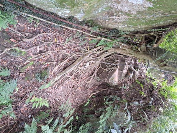 淡蘭南路第一段，第二段：捷運六張犁至烏塗溪步道3105059