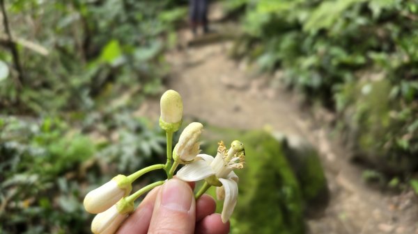 血藤秘境，步行30分鐘即可抵達，鳶山血藤大爆發，最佳賞花期只有7天，要去要快，鳶溪縱走2758570