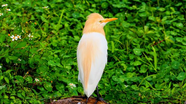 大安公園,台大校園3012112