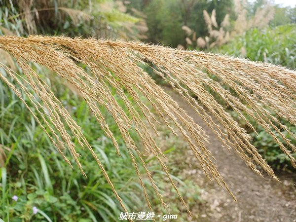 【嘉義。番路】悠悠靜靜。 小百岳集起來。 編號61小百岳~大湖尖山1580385