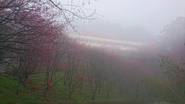 八角崠山-鳴鳳山古道265621