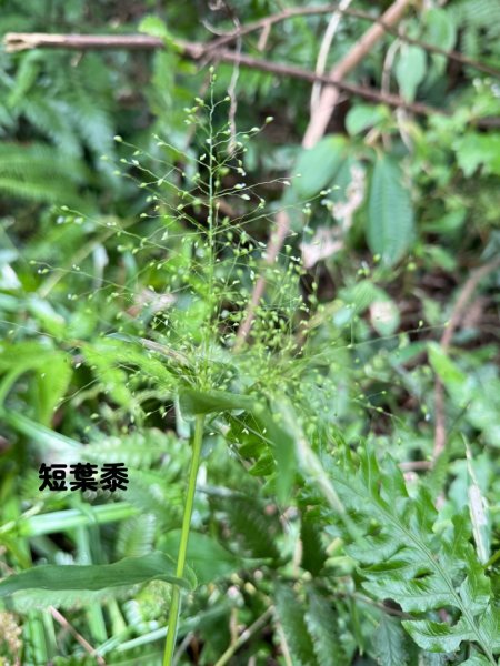 大艽芎古道縱走 新/溪州山(小百岳#23) 出溪州公園2893934