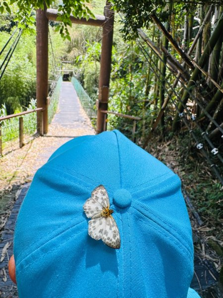 阿里山迷糊步道-福山古道2793388