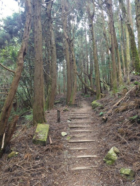 2026.02.14－特富野古道3013732
