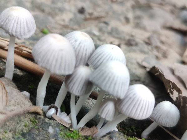 #64小百岳崁頭山、獅額山2528577