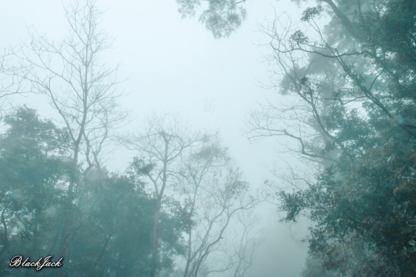 三義霧の森260920