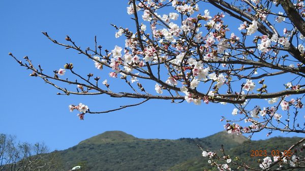 雲山水花鳥蝶 - 天龍國阿伯的日常 3/52053156