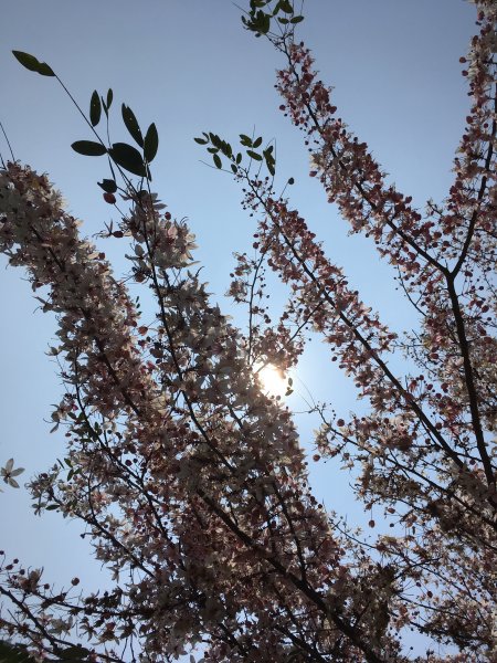 三月櫻花。花旗木＠神威天台山549826